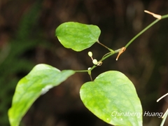 Smilax vaginata