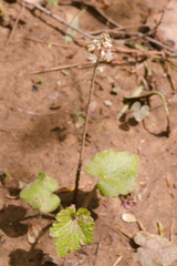 Tiarella