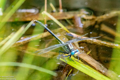 Arigomphus