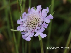 Scabiosa lacerifolia