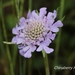 Scabiosa lacerifolia - Photo (c) Lijin Huang (紫楝), algunos derechos reservados (CC BY-NC), subido por Lijin Huang (紫楝)