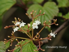 Viburnum betulifolium
