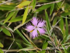 Dianthus pygmaeus