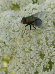 Lucilia