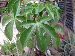 Jatropha gossypiifolia