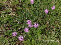 Dianthus pygmaeus