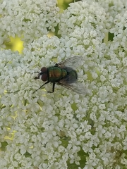 Lucilia