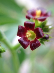 Jatropha gossypiifolia