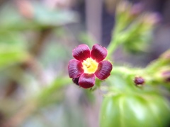 Jatropha gossypiifolia