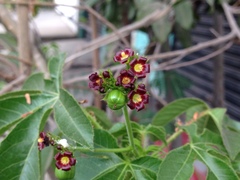 Jatropha gossypiifolia