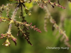 Urtica taiwaniana