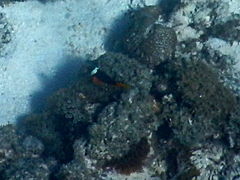 Amphiprion rubrocinctus
