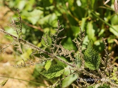 Urtica taiwaniana