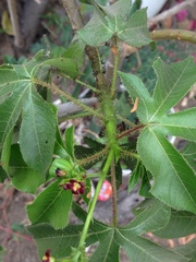Jatropha gossypiifolia