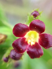 Jatropha gossypiifolia