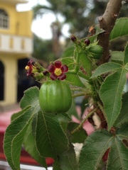 Jatropha gossypiifolia