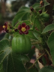 Jatropha gossypiifolia