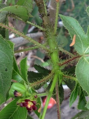 Jatropha gossypiifolia