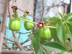 Jatropha gossypiifolia