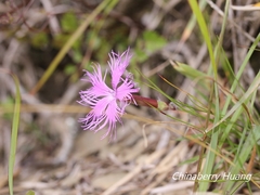 Dianthus pygmaeus