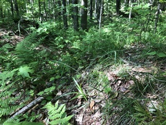 Poa saltuensis