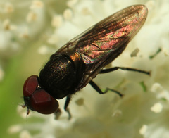 Chrysogaster