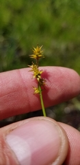 Carex echinata echinata