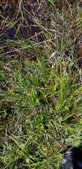 Carex echinata echinata