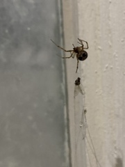 Steatoda triangulosa