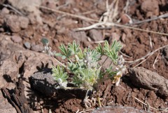 Lupinus hillii