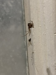 Steatoda triangulosa