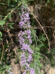 Buddleja alternifolia