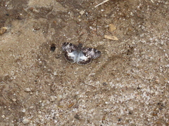 Chiomara georgina