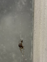 Steatoda triangulosa