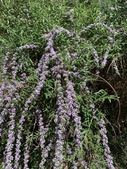 Buddleja alternifolia