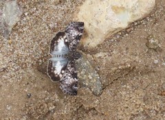 Chiomara georgina