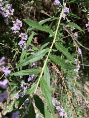 Buddleja alternifolia