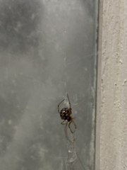 Steatoda triangulosa