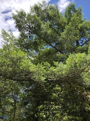 Pseudotsuga wilsoniana