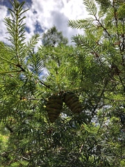 Pseudotsuga wilsoniana