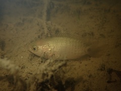 Anabas testudineus