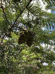 Pseudotsuga wilsoniana