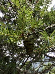 Pseudotsuga wilsoniana