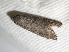 Heteromicta pachytera