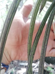 Trichocentrum cebolleta