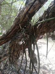 Trichocentrum cebolleta