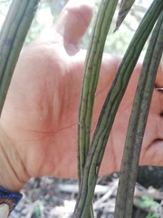 Trichocentrum cebolleta