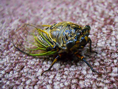 Cryptotympana facialis