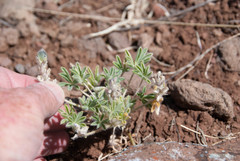 Lupinus hillii
