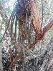 Trichocentrum cebolleta